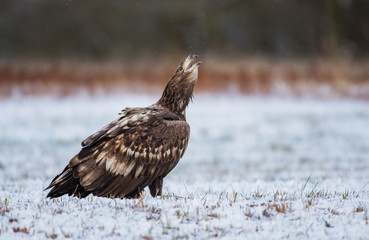 White tailed Eagle (Haliaeetus albicilla)