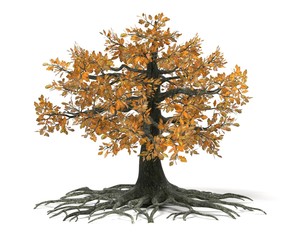 realistic 3d render of oak tree