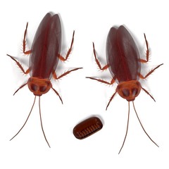 realistic 3d render of periplaneta americana