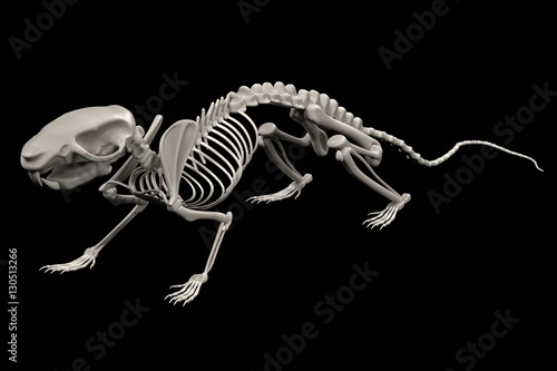 “realistic 3d render of rat skeleton” Стоковая фотография и роялти-фри