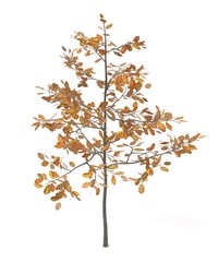 realistic 3d render of young oak