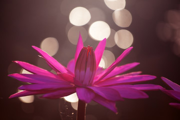 Obraz na płótnie Canvas lotus flower with beautiful bokeh