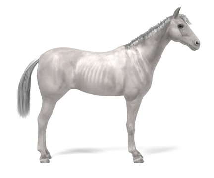 realistic 3d render of white horse