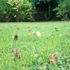 Jolies feuilles d'automne qui tombent sur la pelouse