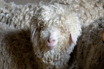 CHEVRE ANGORA