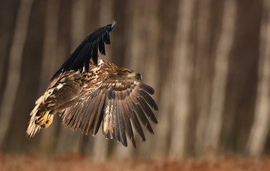 White tailed Eagle (Haliaeetus albicilla)
