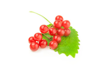Viburnum with red berries isolated on a white background cutout