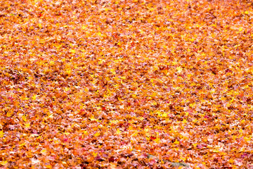 Fall in Tofukuji Temple, Kyoto, Japan