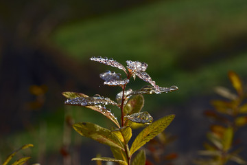 dewdrops