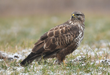 Common buzzard (Buteo buteo)