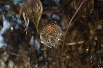 Clematis montana and dew