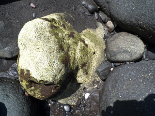 The waterworn fossilate coral and black lava stones on the beach on the Ternate island, Indonesia.