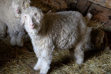 Ch&egrave;vre Angora
