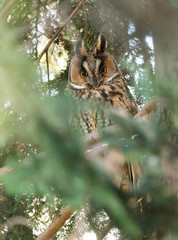 Long-eared owl (Asio otus)