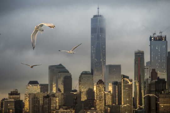 Sea gulls against urban landscape