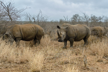 Obraz premium White rhinoceros or square-lipped rhinoceros (Ceratotherium simum) in Hlane Royal National Park, Swaziland