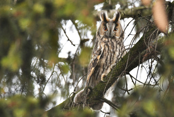 Long-eared owl (Asio otus)