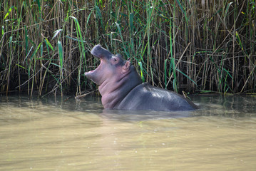 Baby hippo at the Isimangaliso wetland park, St Lucia, South Africa