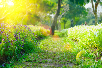 Fototapeta premium Soft-focus of flowers blooming in a field during summer with selective focus and blurry background with sun lighting flare effect.