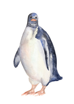 Isolated watercolor penguin on white background. Antarctic animals.