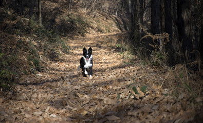 Naklejka na ściany i meble Border Collie Puppy happy in the Woods 