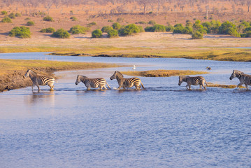 Zebras crossing Chobe river. Glowing warm sunset light. Wildlife Safari in the african national parks and wildlife reserves.