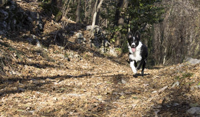 Naklejka na ściany i meble Border Collie Puppy happy in the Woods 