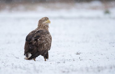 White tailed Eagle (Haliaeetus albicilla)