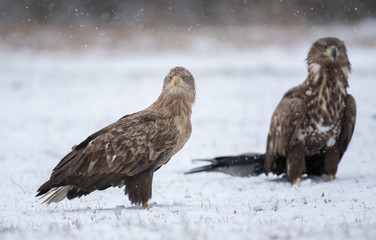 White tailed Eagle (Haliaeetus albicilla)
