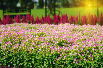 Soft-focus of flowers blooming in a field during summer with selective focus and blurry background with sun lighting flare effect.