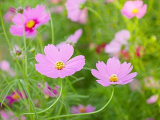 Pink cosmos flower with green blur background 2