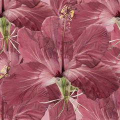 Hibiscus. Seamless pattern texture of pressed dry flowers.
