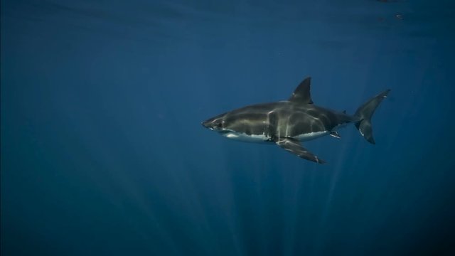 A Great white shark passing by at Guadalupe Island, Mexico. The shark is filmed out of a shark cage.