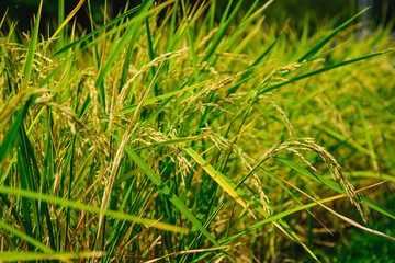 An Image of Ear Of Rice in garden with selective focus and blurry background.