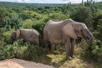 Naklejka na ściany i meble African Elephants in Addo Elephant National Park, South Africa