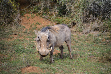 Warthog in Addo Elephant National Park, South Africa