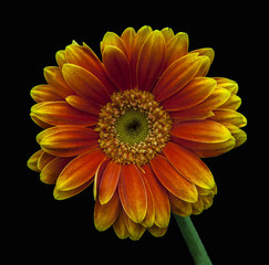 Queen of the daisies!