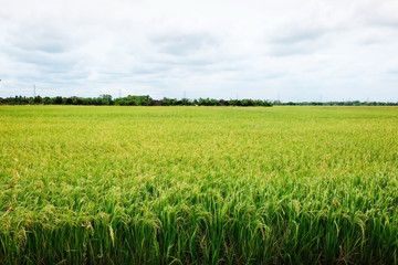 rice field, Thailand