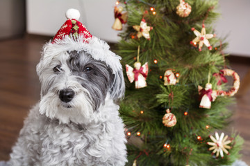 Christmas dog with red hat sitting next to Christmas  tree .Christmas holidays concept