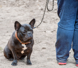 junger Mops an der Leine mit Beinen