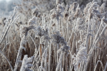 Fototapeta premium Winter. Beautiful plant with hoarfrost. Seasons