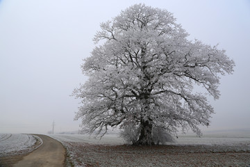 Winter landscape / Frosty morning. Trees covered with hoarfrost