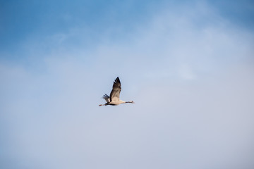fliegender Kranich