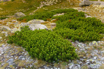 A beautiful details of landscape in Tatry, Slovakia