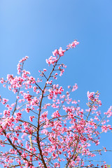 Soft focus Wild Cherry flower Giant tiger flowers in the garden in Thailand (Prunus cerasoides).