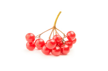 Fresh and useful viburnum isolated on a white background cutout