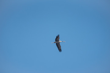 einzelner fliegender Kranich im blauen Himmel
