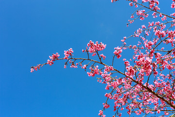 Soft focus Wild Cherry flower Giant tiger flowers in the garden in Thailand (Prunus cerasoides).