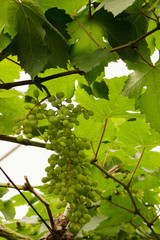 Bunch of grapes, red and green