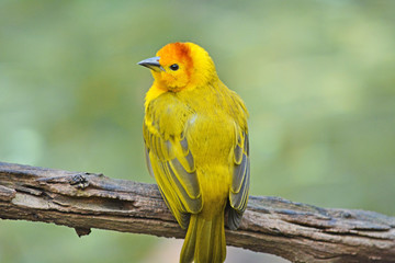 Small yellow bird on the tree branch
